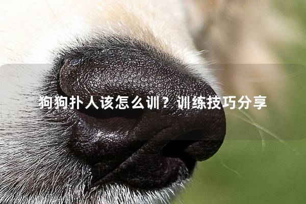 狗狗扑人该怎么训？训练技巧分享
