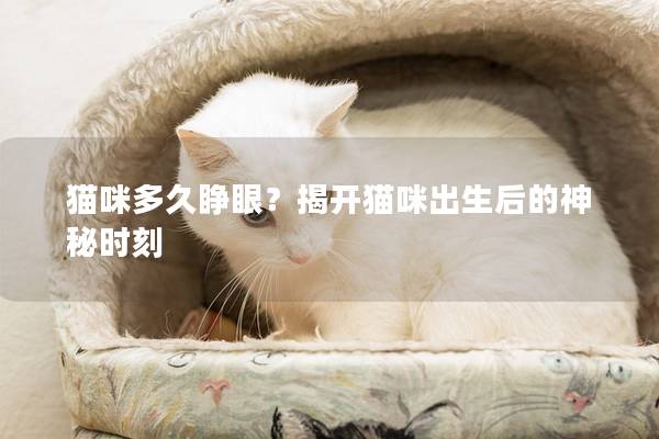 猫咪多久睁眼？揭开猫咪出生后的神秘时刻