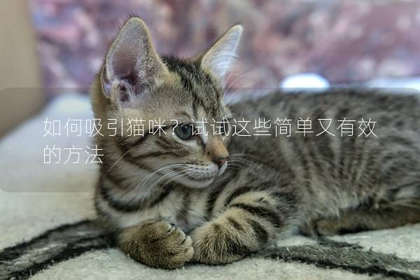 如何吸引猫咪？试试这些简单又有效的方法
