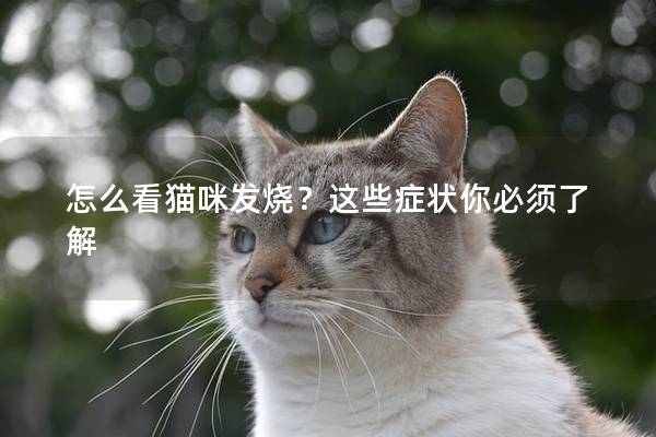 怎么看猫咪发烧？这些症状你必须了解