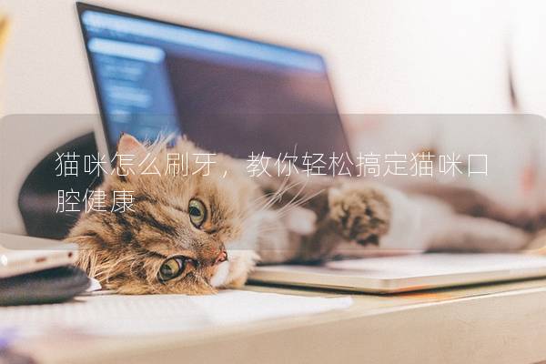 猫咪怎么刷牙，教你轻松搞定猫咪口腔健康