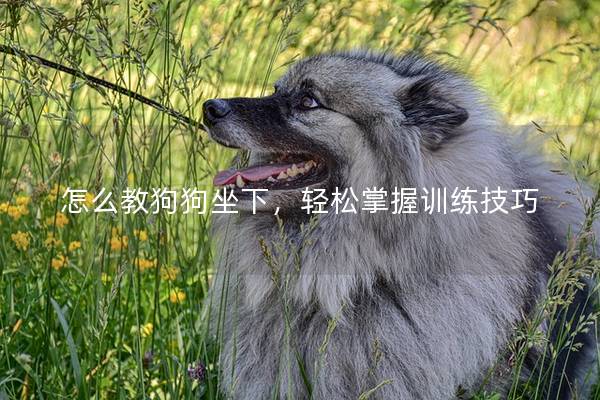 怎么教狗狗坐下，轻松掌握训练技巧