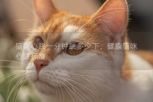 猫咪心跳一分钟跳多少下，健康猫咪心跳标准