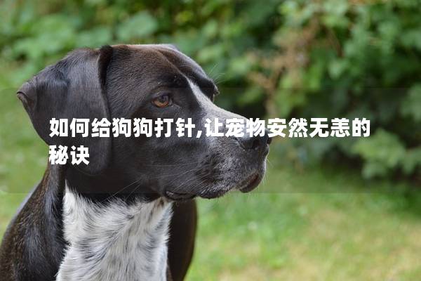 如何给狗狗打针,让宠物安然无恙的秘诀