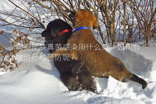 狗狗皮肤真菌感染用什么药，如何有效治疗和预防呢？