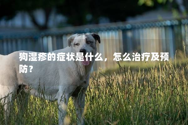 狗湿疹的症状是什么，怎么治疗及预防？