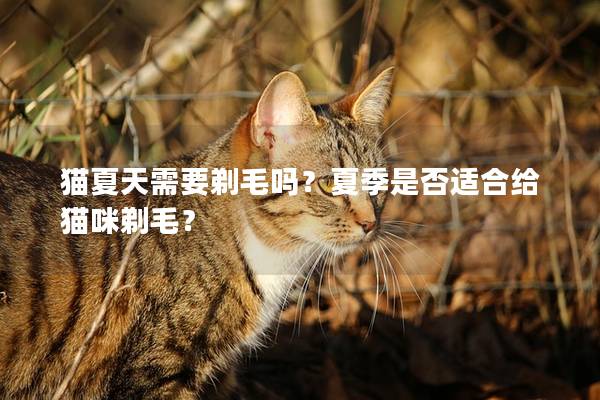 猫夏天需要剃毛吗？夏季是否适合给猫咪剃毛？