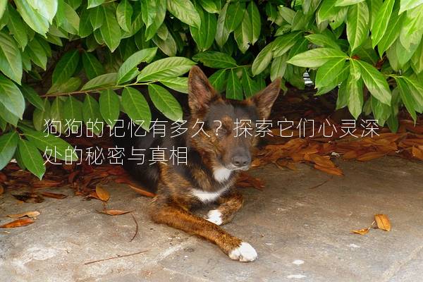 狗狗的记忆有多久？探索它们心灵深处的秘密与真相