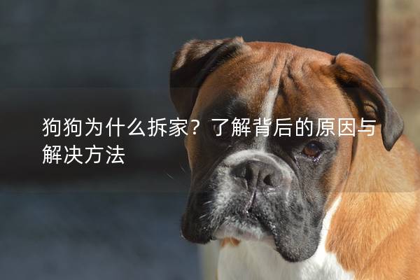 狗狗为什么拆家？了解背后的原因与解决方法