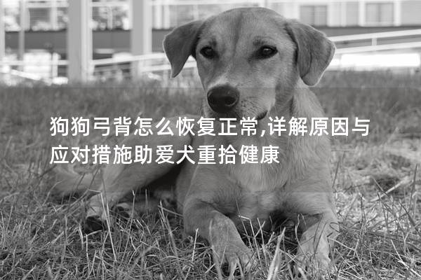 狗狗弓背怎么恢复正常,详解原因与应对措施助爱犬重拾健康