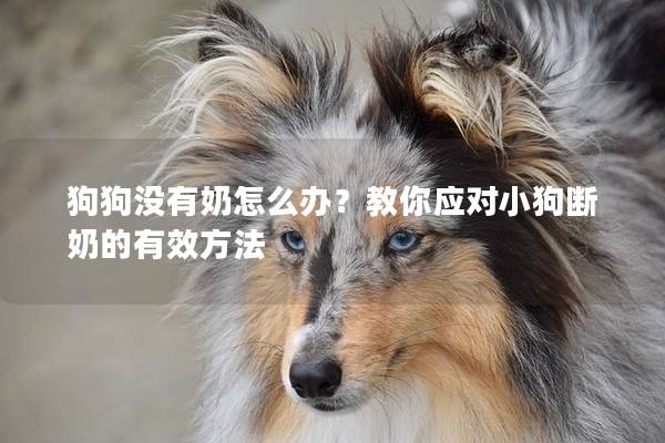 狗狗没有奶怎么办？教你应对小狗断奶的有效方法