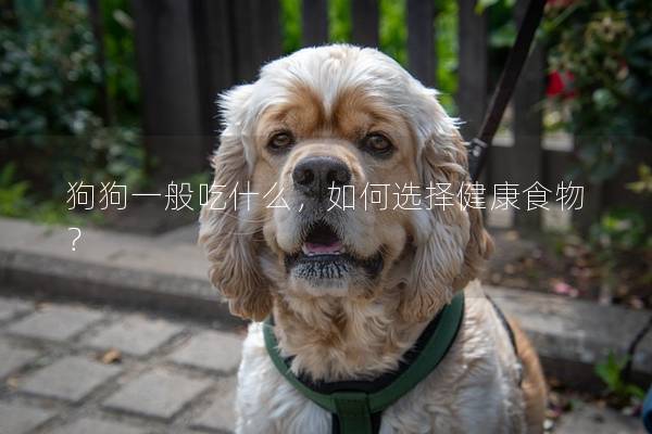 狗狗一般吃什么，如何选择健康食物？