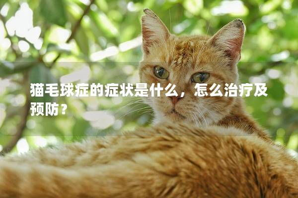 猫毛球症的症状是什么，怎么治疗及预防？