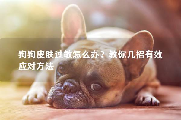 狗狗皮肤过敏怎么办？教你几招有效应对方法