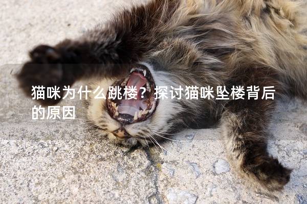 猫咪为什么跳楼？探讨猫咪坠楼背后的原因
