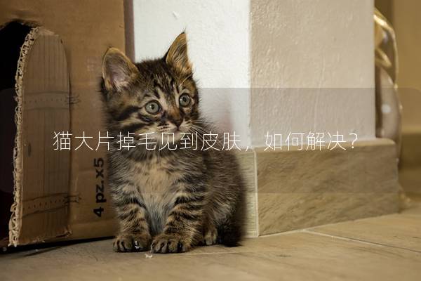 猫大片掉毛见到皮肤，如何解决？