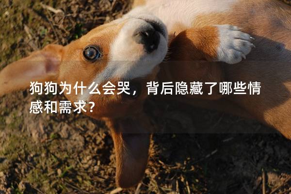 狗狗为什么会哭，背后隐藏了哪些情感和需求？