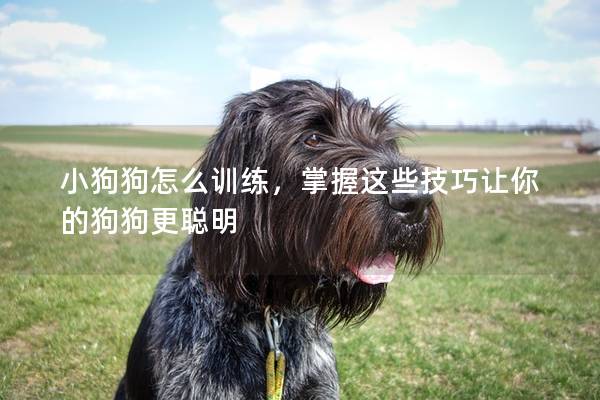 小狗狗怎么训练，掌握这些技巧让你的狗狗更聪明