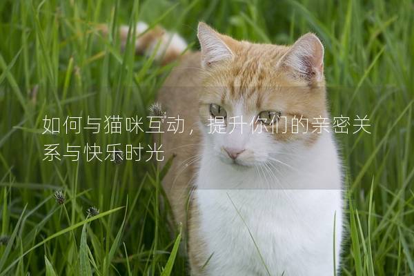 如何与猫咪互动，提升你们的亲密关系与快乐时光