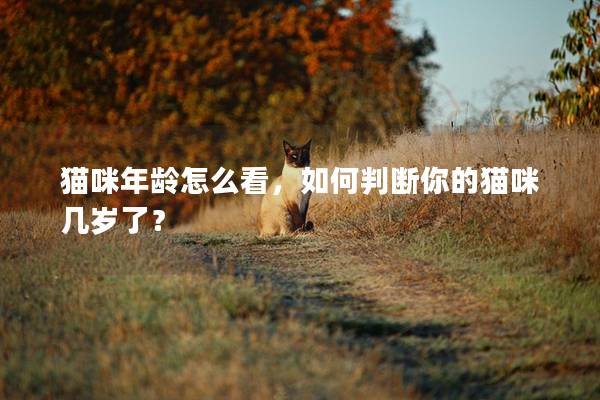 猫咪年龄怎么看，如何判断你的猫咪几岁了？