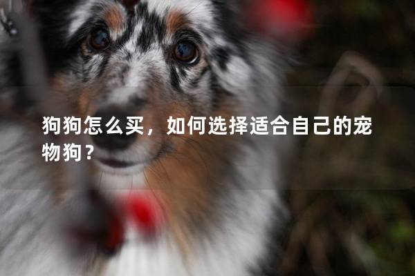 狗狗怎么买，如何选择适合自己的宠物狗？