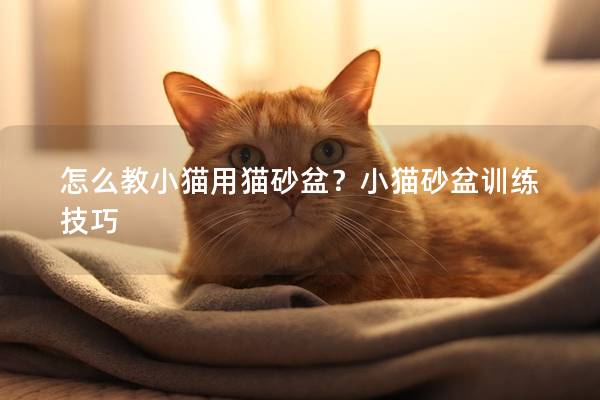 怎么教小猫用猫砂盆？小猫砂盆训练技巧