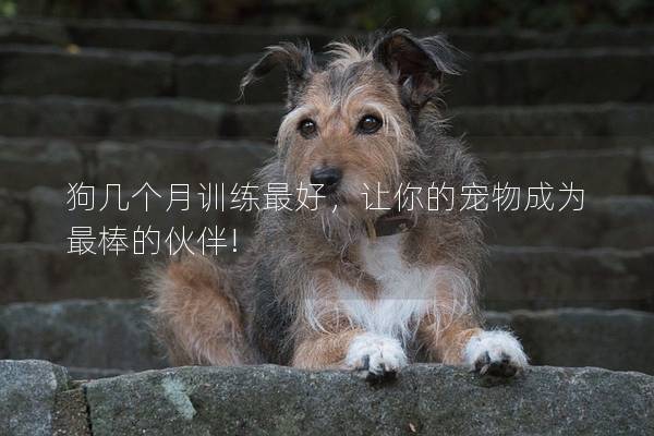 狗几个月训练最好，让你的宠物成为最棒的伙伴!