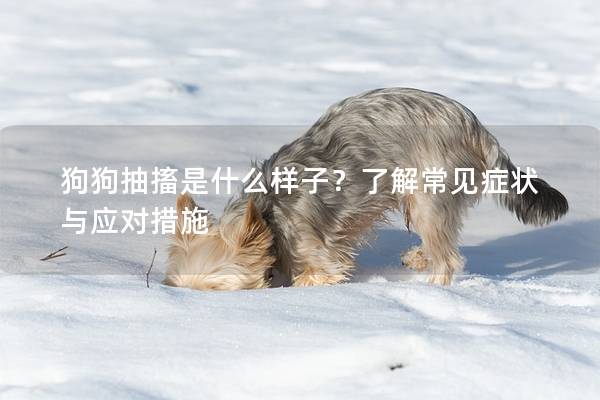 狗狗抽搐是什么样子？了解常见症状与应对措施