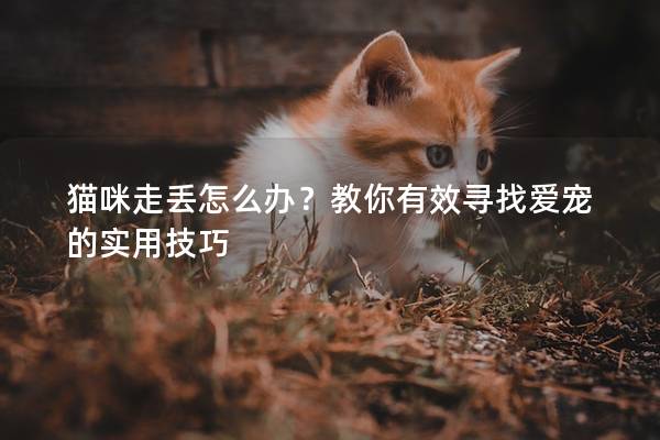 猫咪走丢怎么办？教你有效寻找爱宠的实用技巧