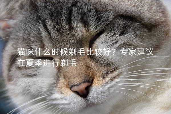 猫咪什么时候剃毛比较好？专家建议在夏季进行剃毛
