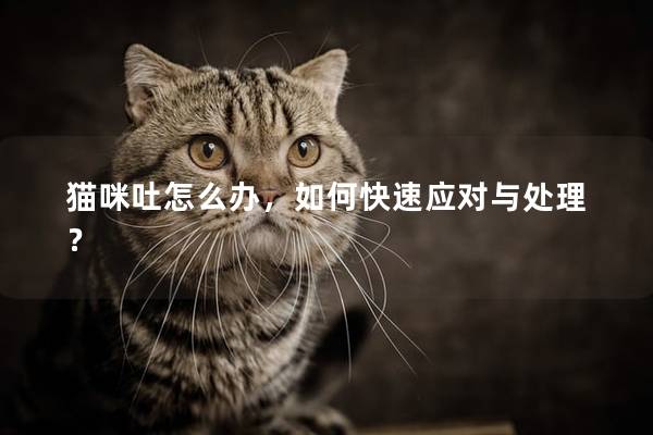 猫咪吐怎么办，如何快速应对与处理？