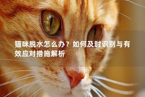 猫咪脱水怎么办？如何及时识别与有效应对措施解析