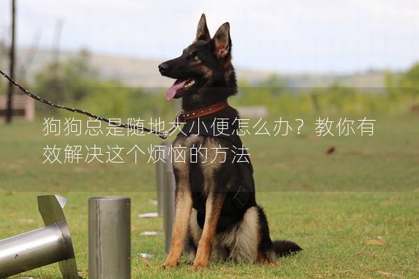 狗狗总是随地大小便怎么办？教你有效解决这个烦恼的方法