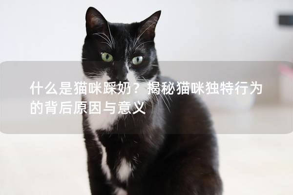 什么是猫咪踩奶？揭秘猫咪独特行为的背后原因与意义