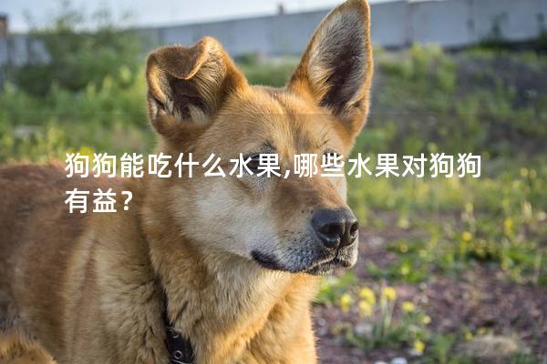 狗狗能吃什么水果,哪些水果对狗狗有益？