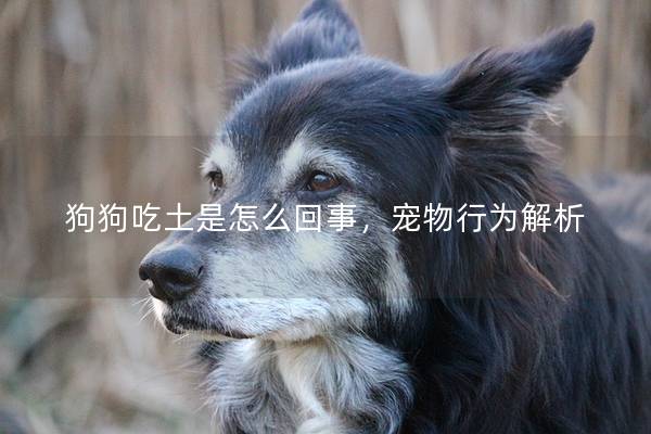 狗狗吃土是怎么回事，宠物行为解析