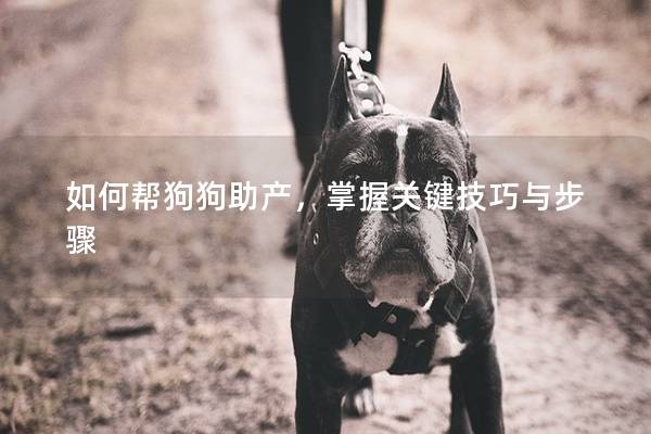 如何帮狗狗助产，掌握关键技巧与步骤