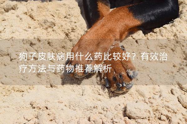 狗子皮肤病用什么药比较好？有效治疗方法与药物推荐解析