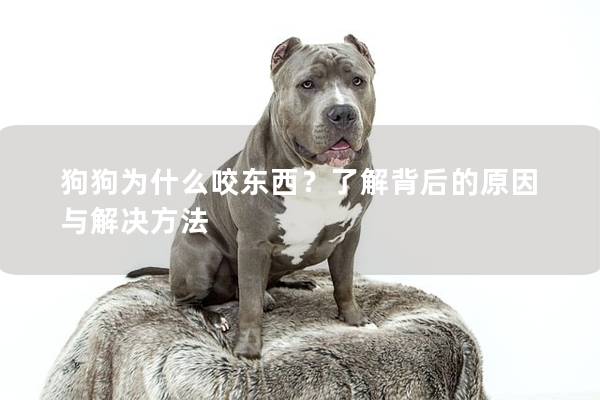狗狗为什么咬东西？了解背后的原因与解决方法