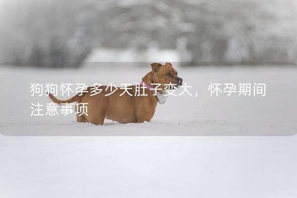 狗狗怀孕多少天肚子变大，怀孕期间注意事项