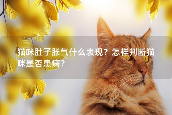 猫咪肚子胀气什么表现？怎样判断猫咪是否患病？