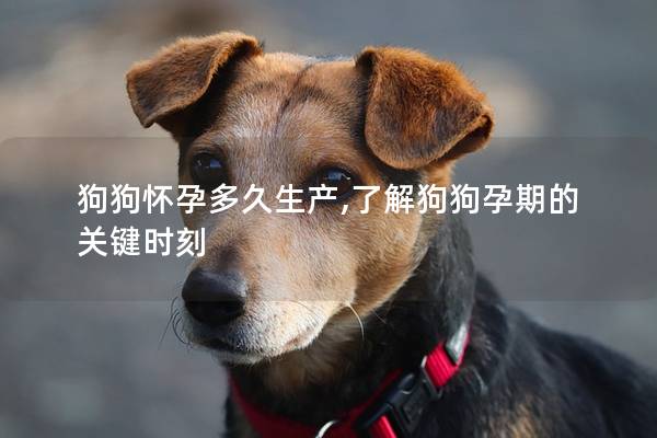 狗狗怀孕多久生产,了解狗狗孕期的关键时刻 狗狗怀孕多久生产,了解狗狗孕期的关键时刻
