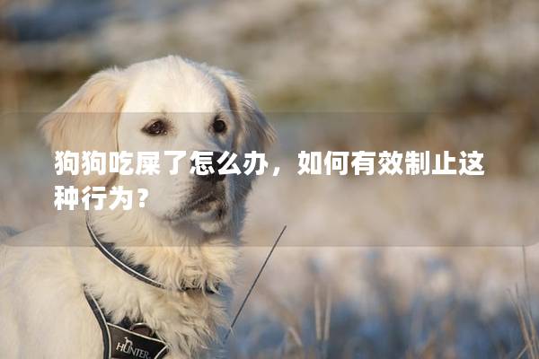 狗狗吃屎了怎么办，如何有效制止这种行为？