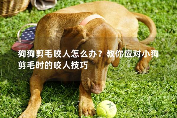 狗狗剪毛咬人怎么办？教你应对小狗剪毛时的咬人技巧