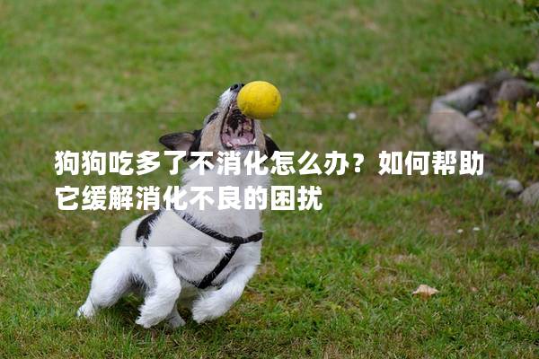 狗狗吃多了不消化怎么办？如何帮助它缓解消化不良的困扰