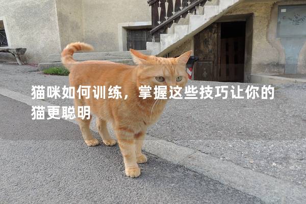 猫咪如何训练，掌握这些技巧让你的猫更聪明