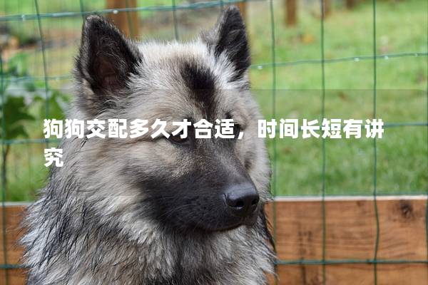 狗狗交配多久才合适，时间长短有讲究