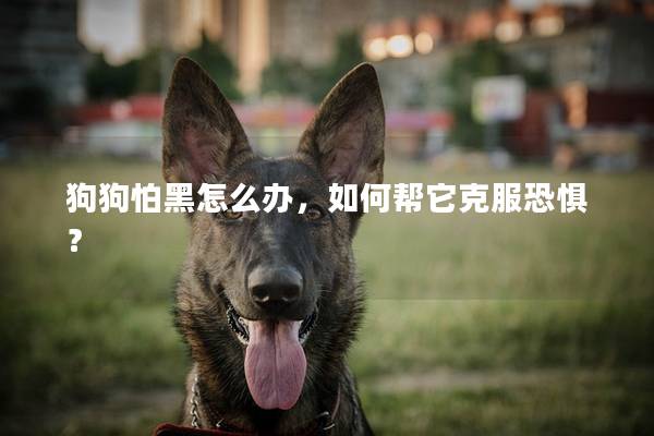 狗狗怕黑怎么办，如何帮它克服恐惧？