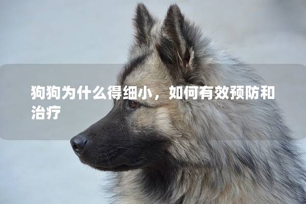 狗狗为什么得细小，如何有效预防和治疗