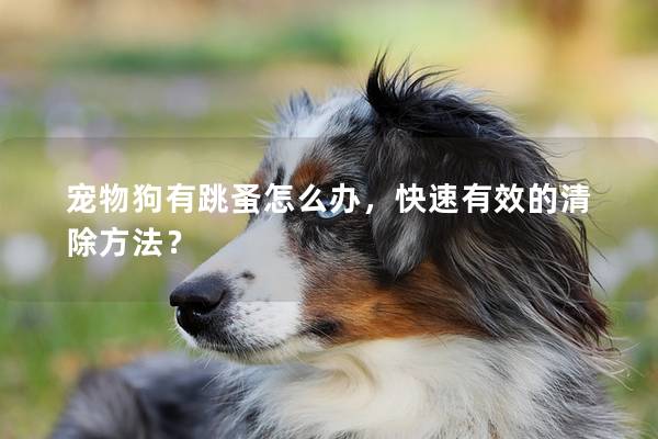 宠物狗有跳蚤怎么办，快速有效的清除方法？